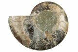 Cut & Polished Ammonite Fossil (Half) - Madagascar #191658-1